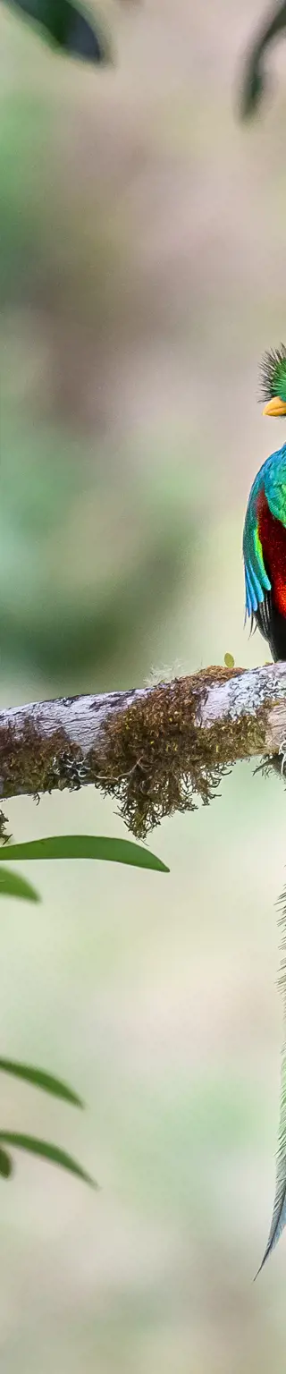 Den Quetzal beobachten in San Gerardo de Dota